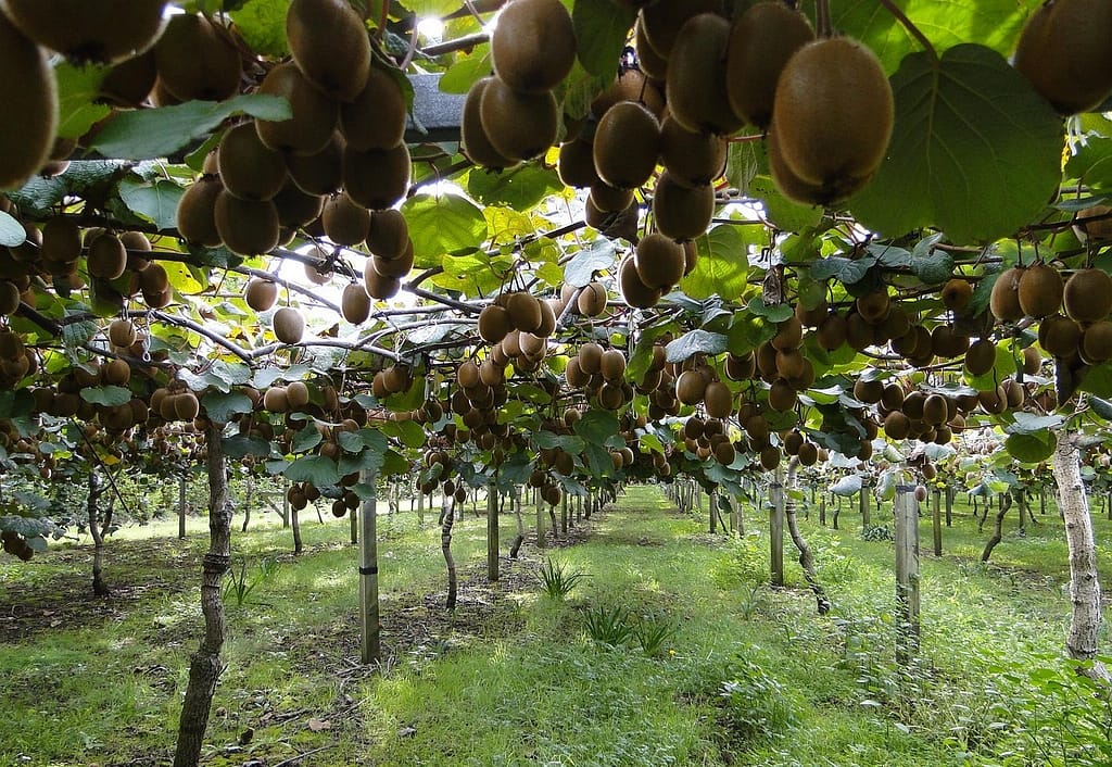 exploitation de kiwis