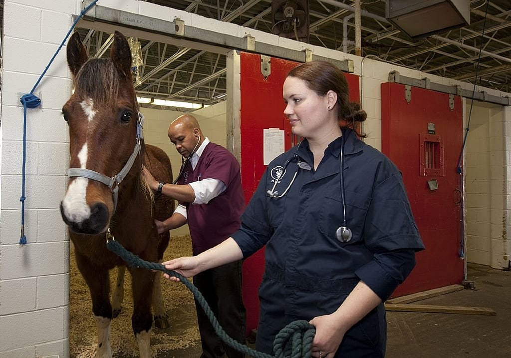 un vétérinaire qui examine un cheval dans une étable