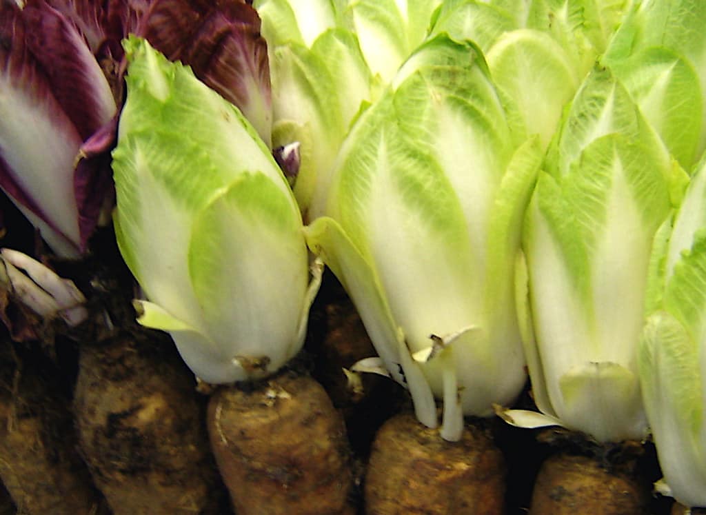 endives avec leurs racines
