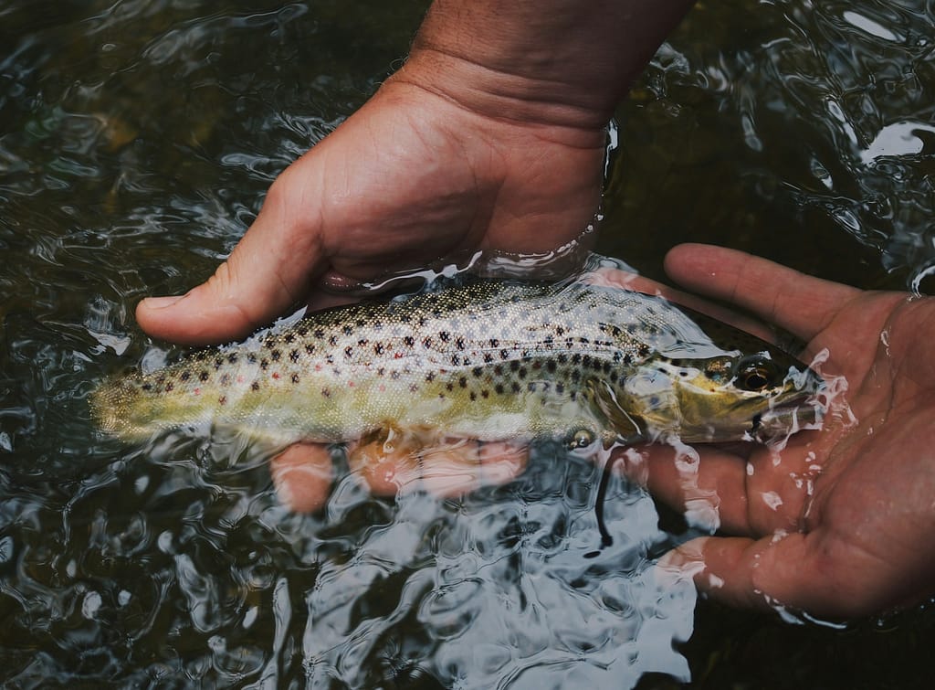 truite fraichement pêchée