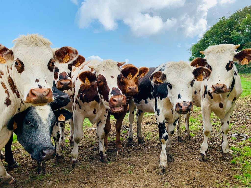 plusieurs vaches normandes