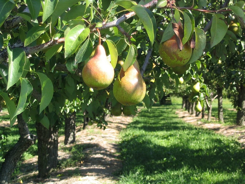 poires sur un arbre fruitier