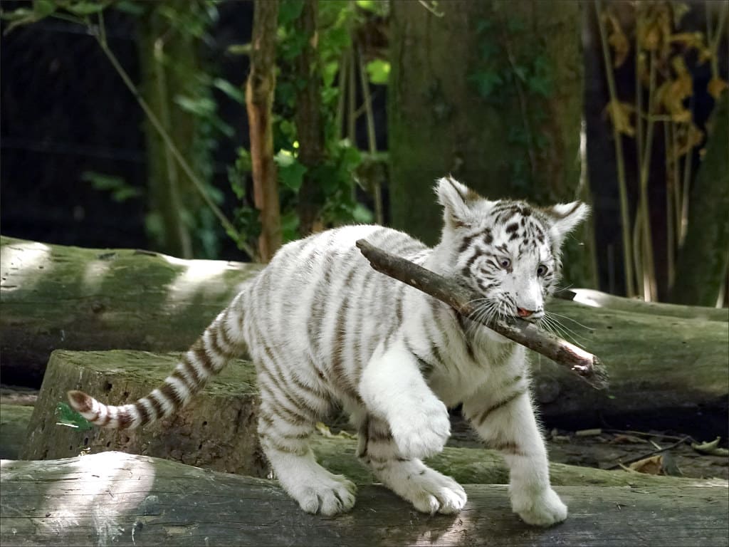 tigre blanc dans un zoo