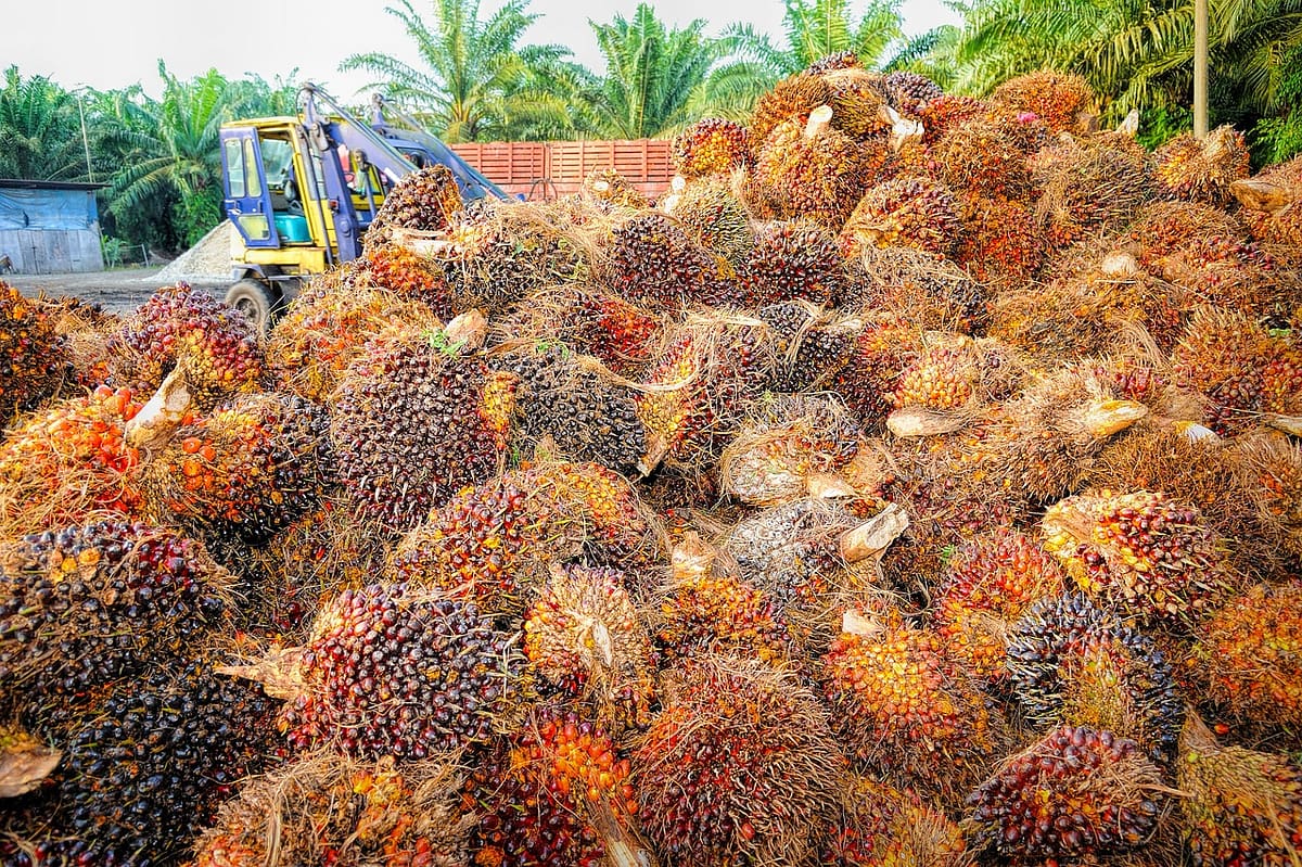 tracteur qui rassemble les grappes de fruits de palme