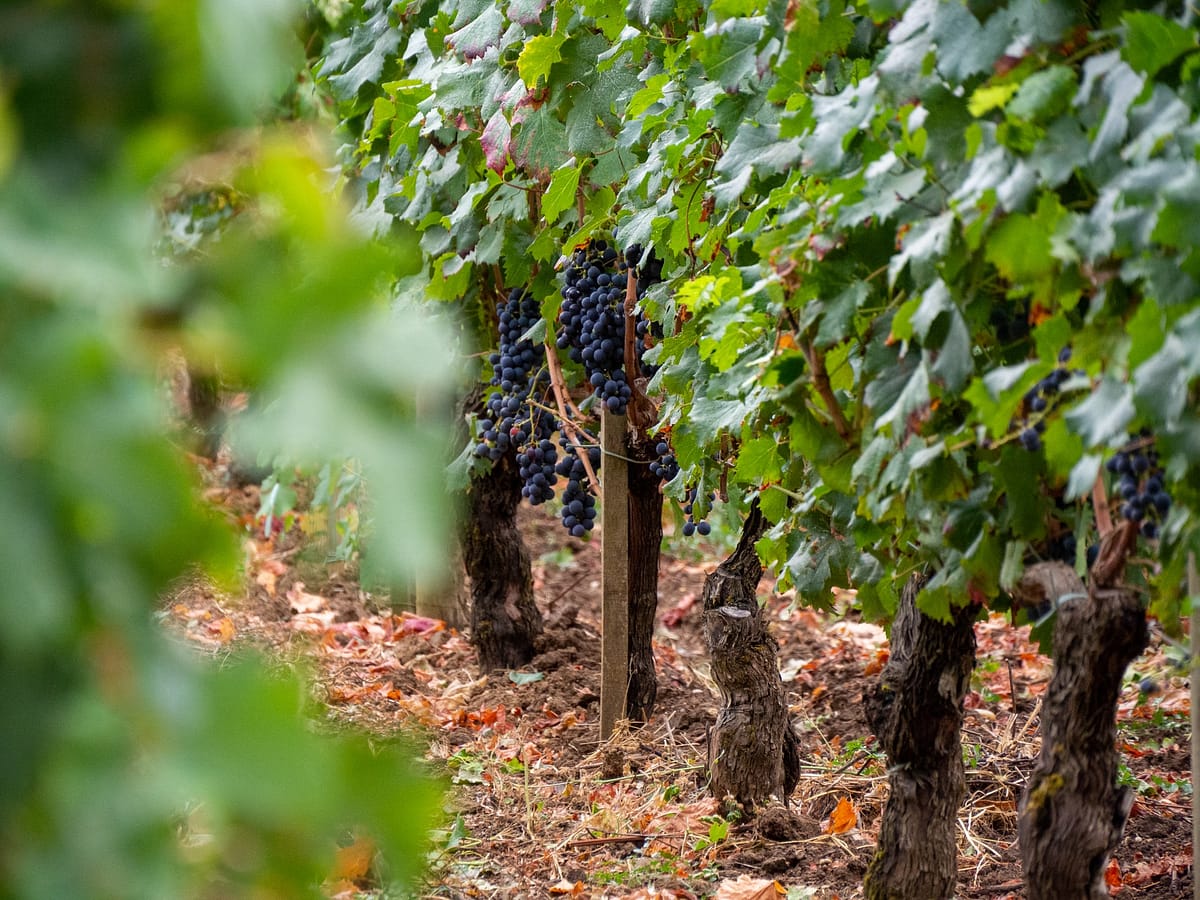 image des vignes d'un vignoble situé à Bordeaux