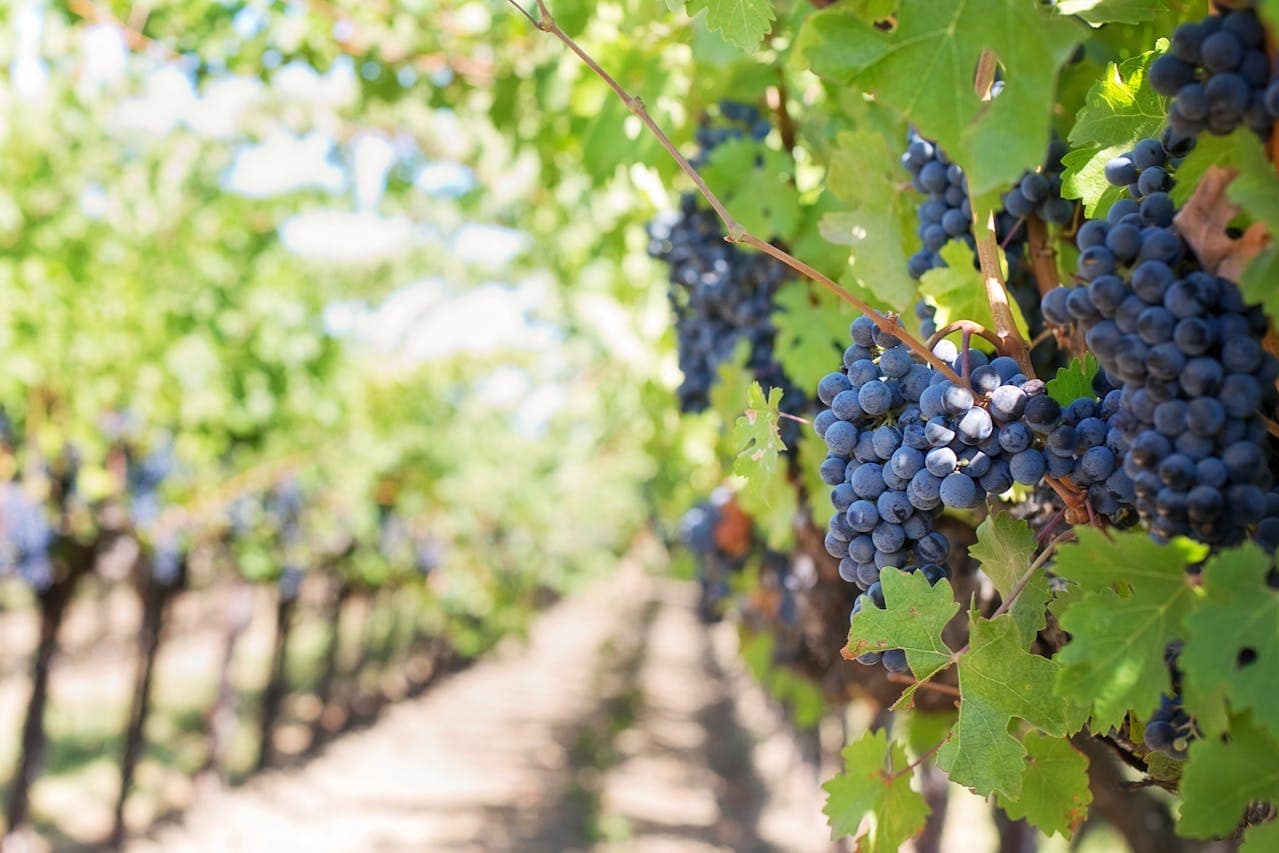 intérieur d'une vigne en France