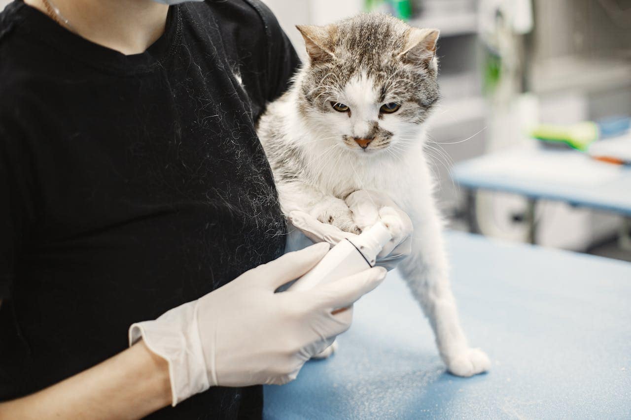 Un chat examiné par un vétérinaire