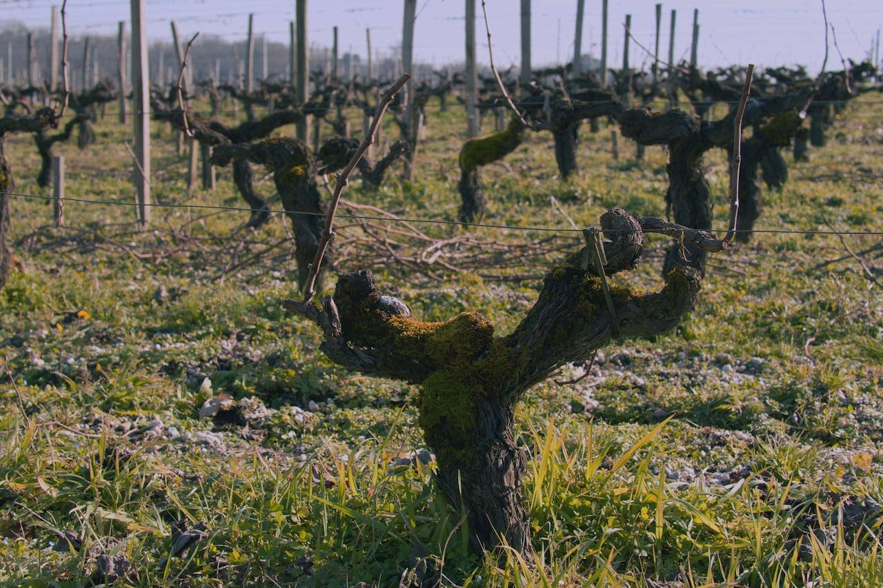 champ de vignes en France