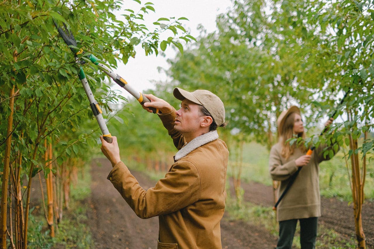 deux jardiniers qui coupent des branches dans un verger