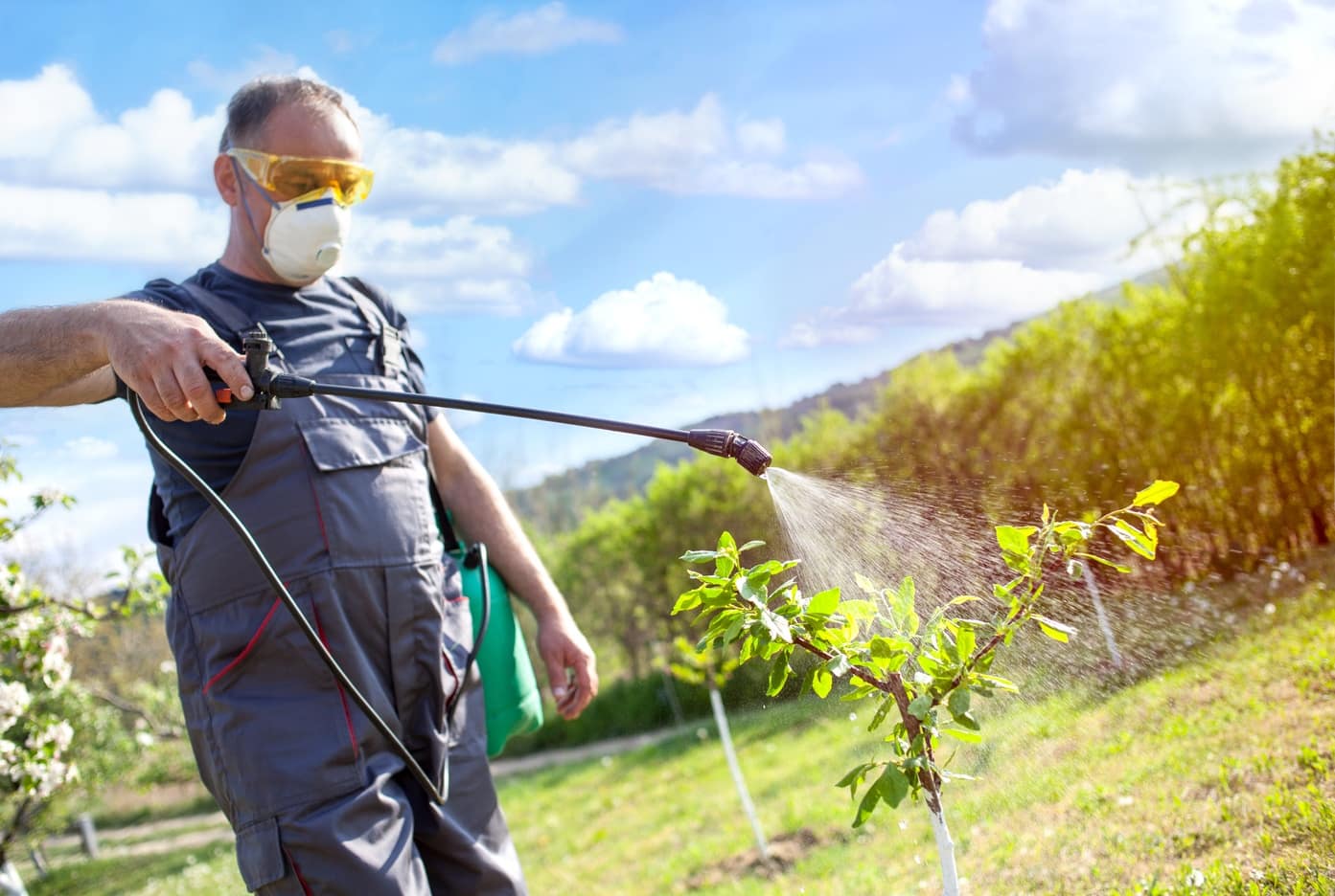 agriculteur qui répand de l'insecticide sur un arbuste