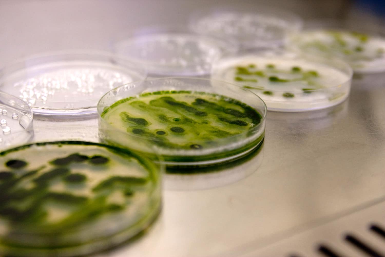 culture d'algues dans un laboratoire