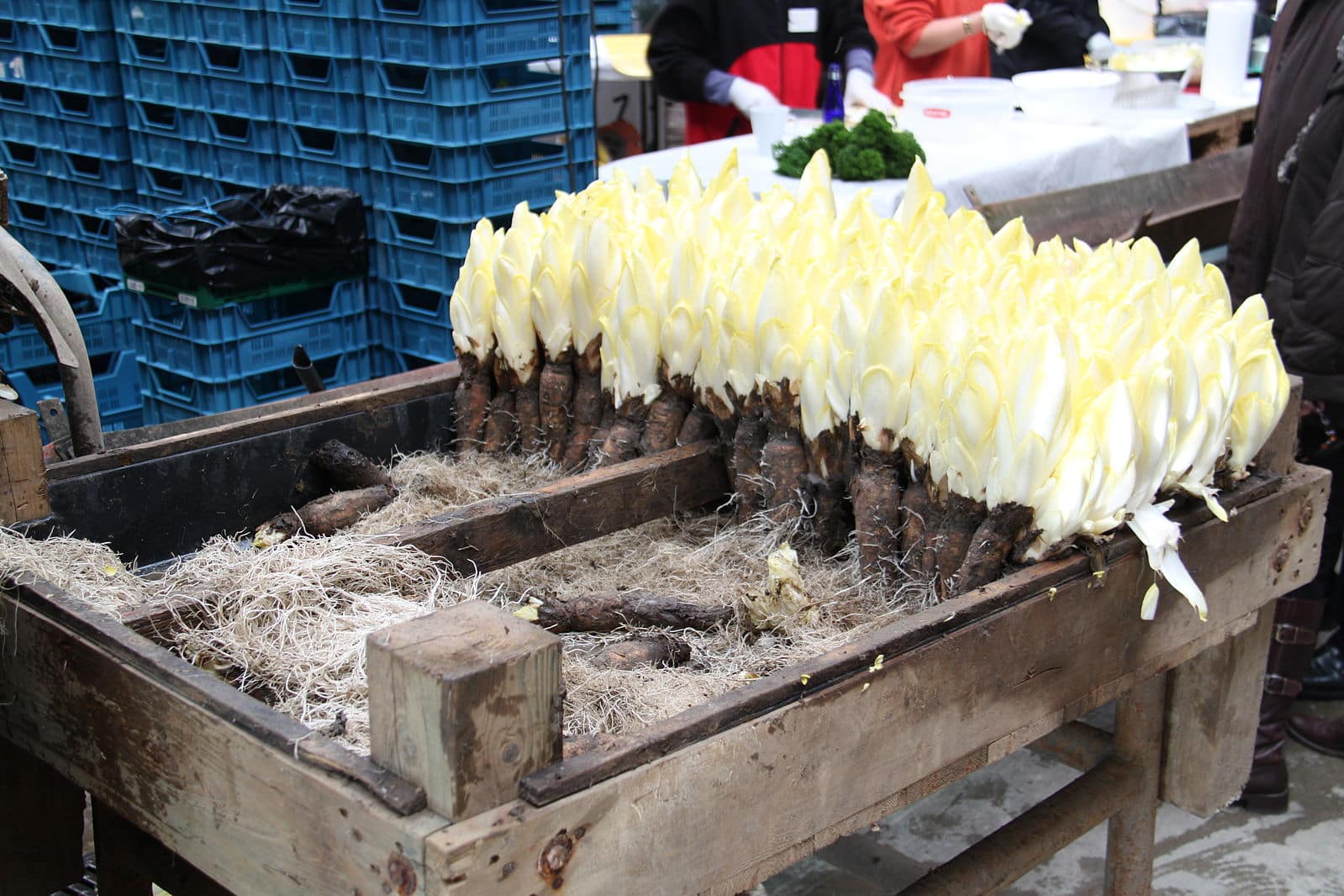 chicorée dans une usine de transformation