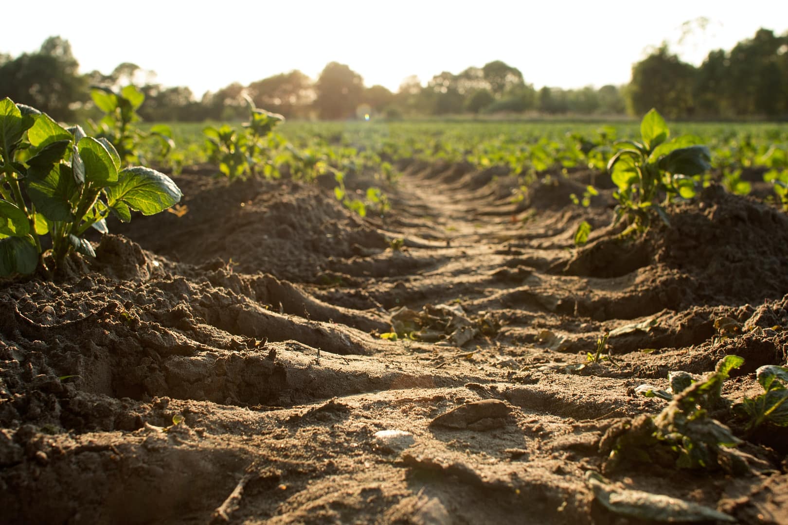engrais utilisé dans le champ d'un agriculteur