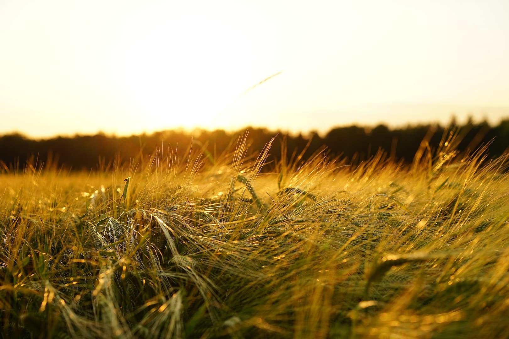 champ de céréales d'orge en France
