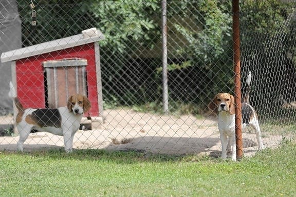 deux chiens dans un chenil