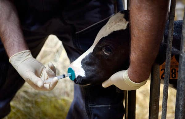 vaccination d'un veau dans une ferme