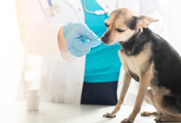 vétérinaire qui donne un médicament à un chien