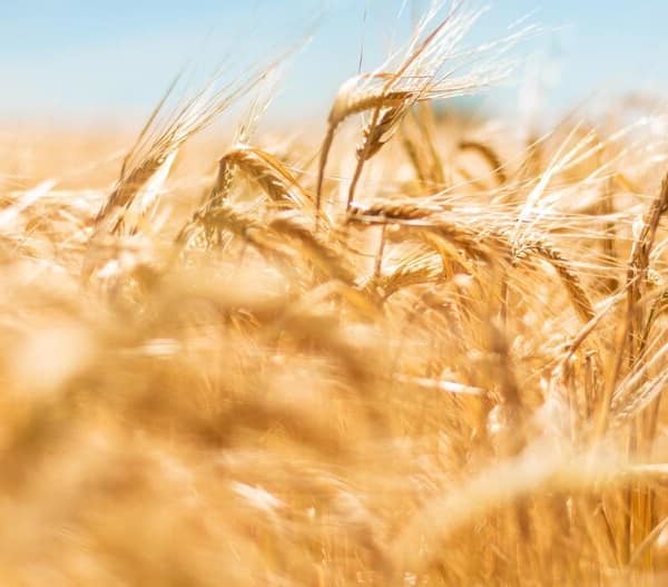 un champ de blé français en été