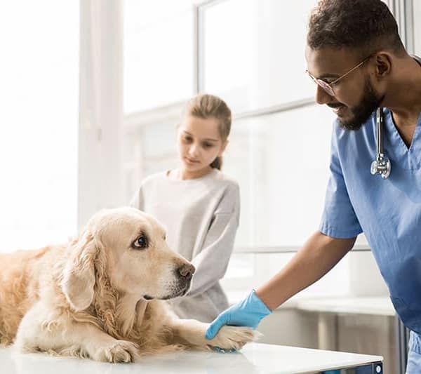 un vétérinaire qui examine un chien dans une clinique à Paris