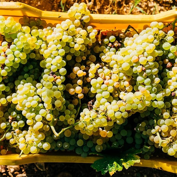 grappes de raisins récoltées dans le Jura pour faire du vin
