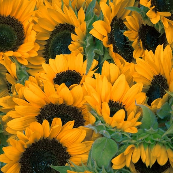 champ de tournesols
