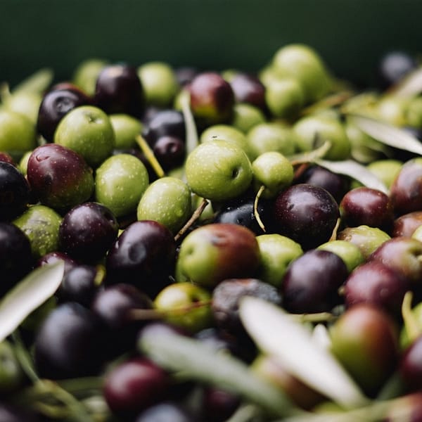 pile d'olives de différentes couleurs et de différentes maturités