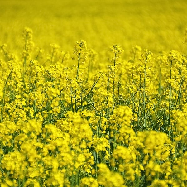 champ de matière agricole utilisée pour faire des biocarburants