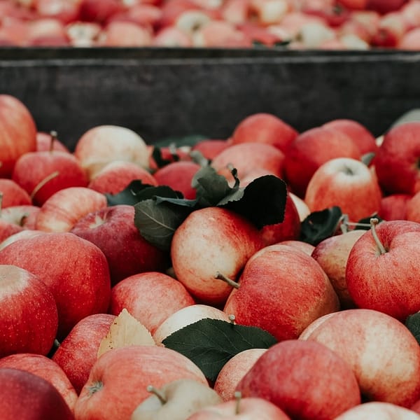 multitude de pommes en attente d'être pressées pour faire du cidre