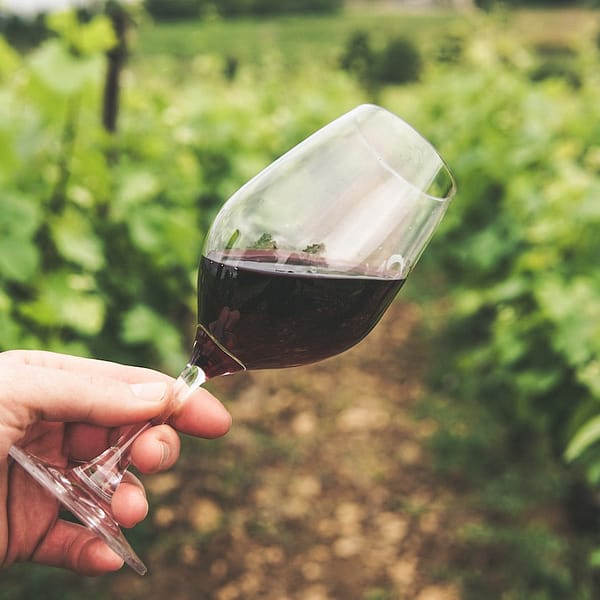 une main qui tend un verre de vin dans des vignes en Bourgogne