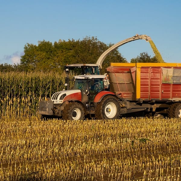 Moissonneuse-batteuse qui récolte du maïs en France