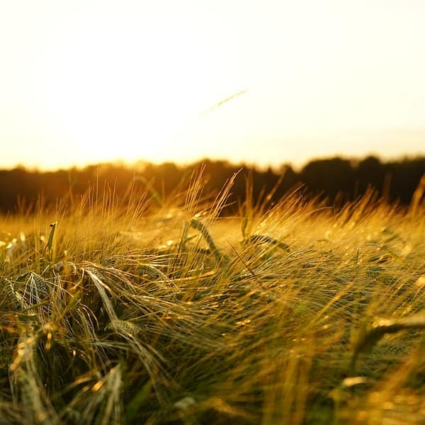 champ de céréales d'orge en France
