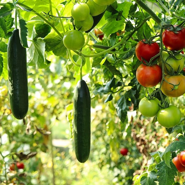 potager rempli de plantes, de tomates et de concombres