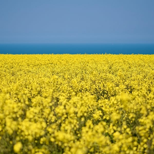 champ de colza cultivé en France à partir de semences de grandes cultures