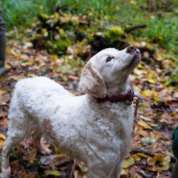 chien italien qui cherche des truffes dans la nature