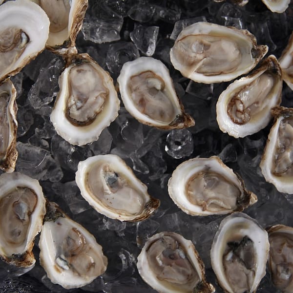 une multitude d'huitres conservées dans de la glace