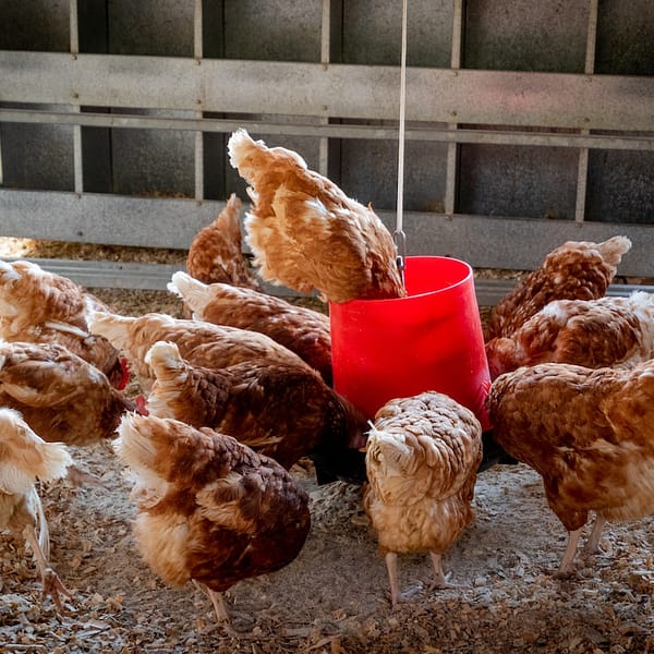 poulets qui mangent de la nourriture pour animaux de ferme