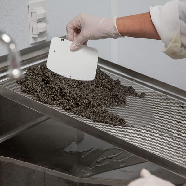 caviar préparé dans une usine