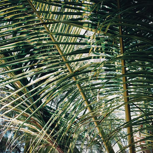 branches d'un palmier