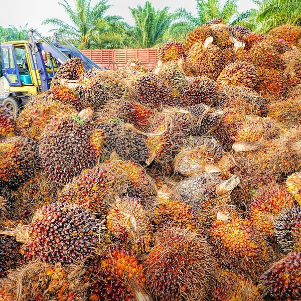tracteur qui rassemble les grappes de fruits de palme