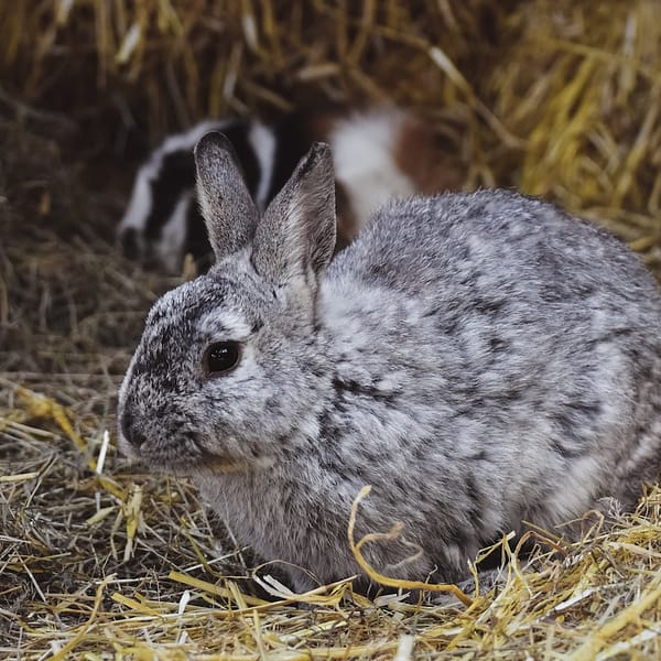 un lapin dans une étable entouré de foin