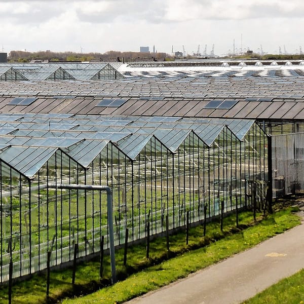 serres agricoles en verre utilisées pour l'horticulture