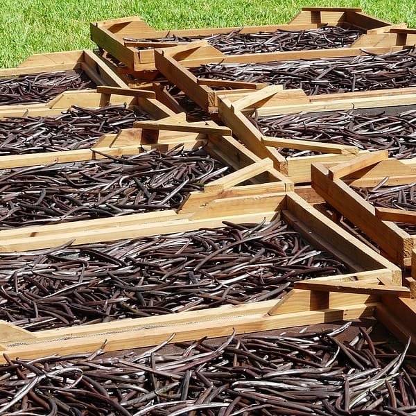 caisses remplies de gousses de vanille