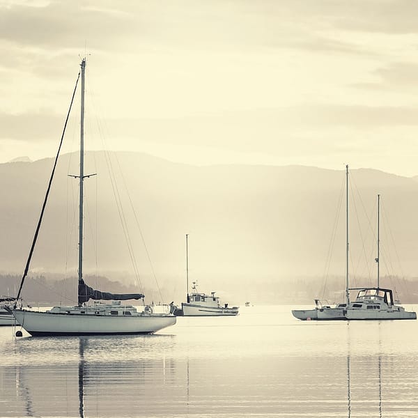 plusieurs voiliers qui naviguent