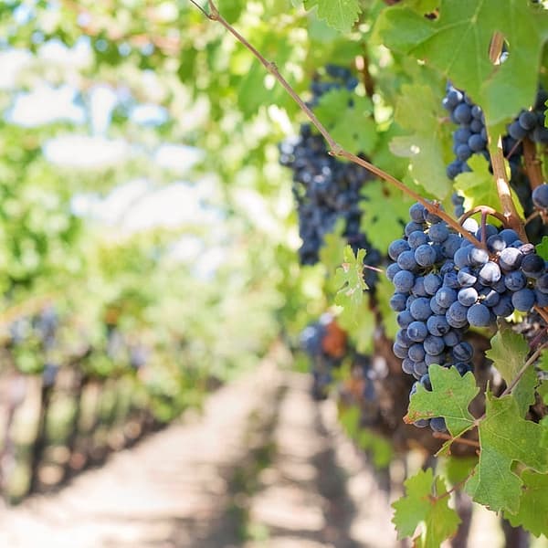 intérieur d'une vigne en France