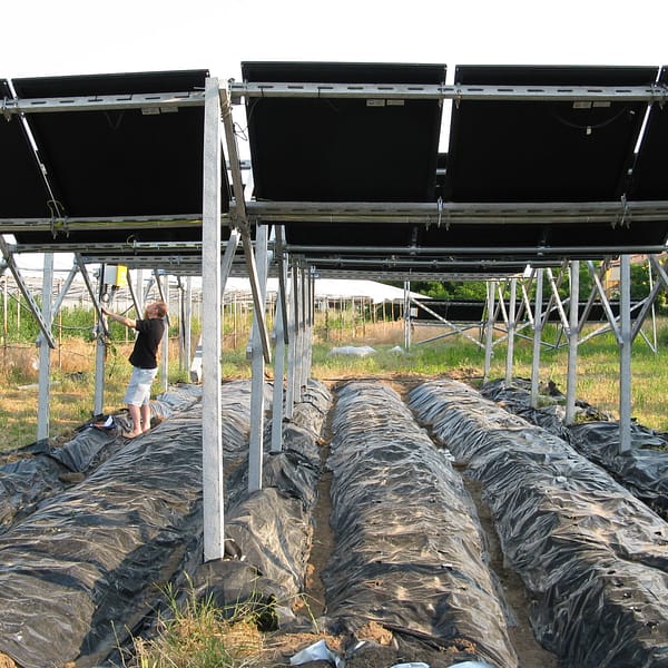 installation de panneaux solaires sur des terres cultivées