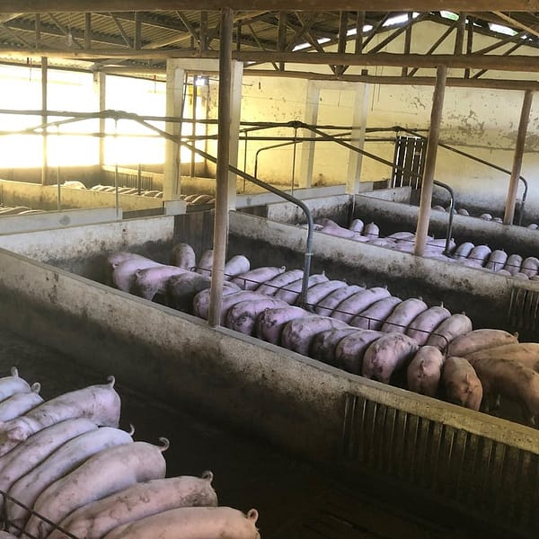 porcs élevés dans une ferme