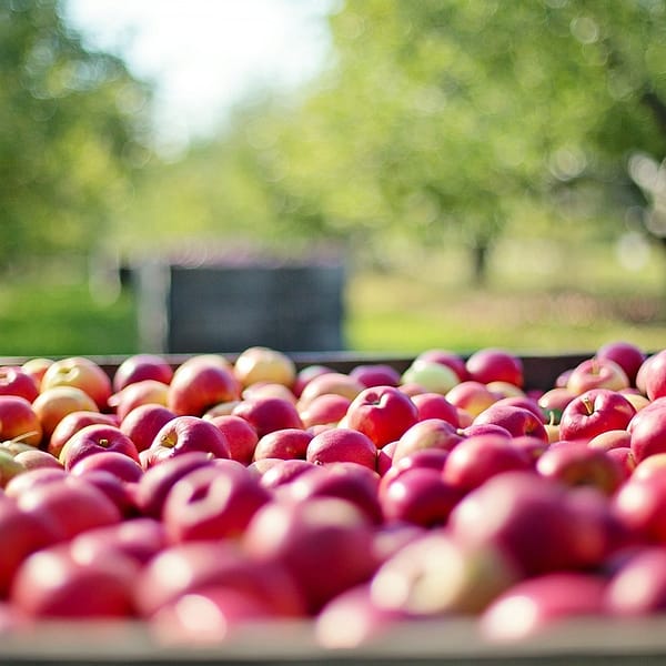 pommes dans un champ d'arbres fruitiers