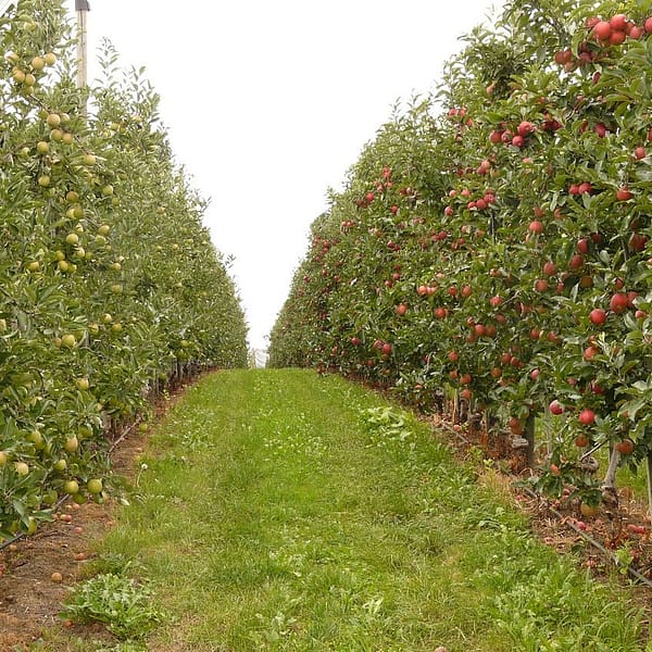 deux rangées d'arbres fruitiers dans un champ