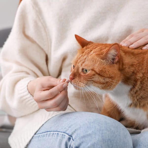 médicament donné à un chat