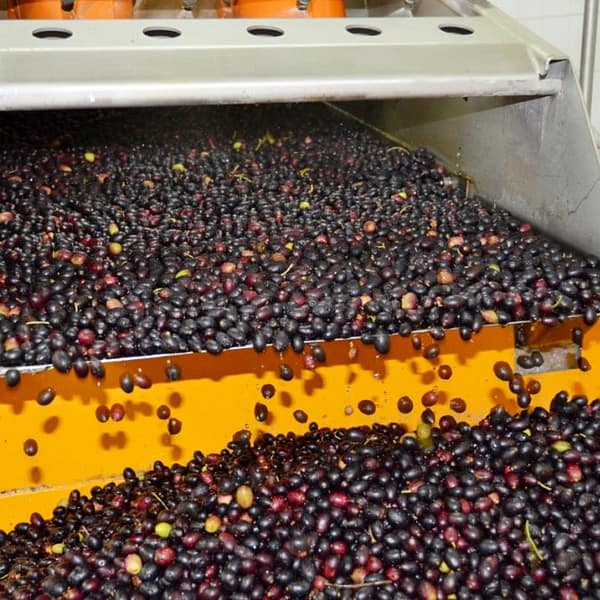 laveuse pour les olives